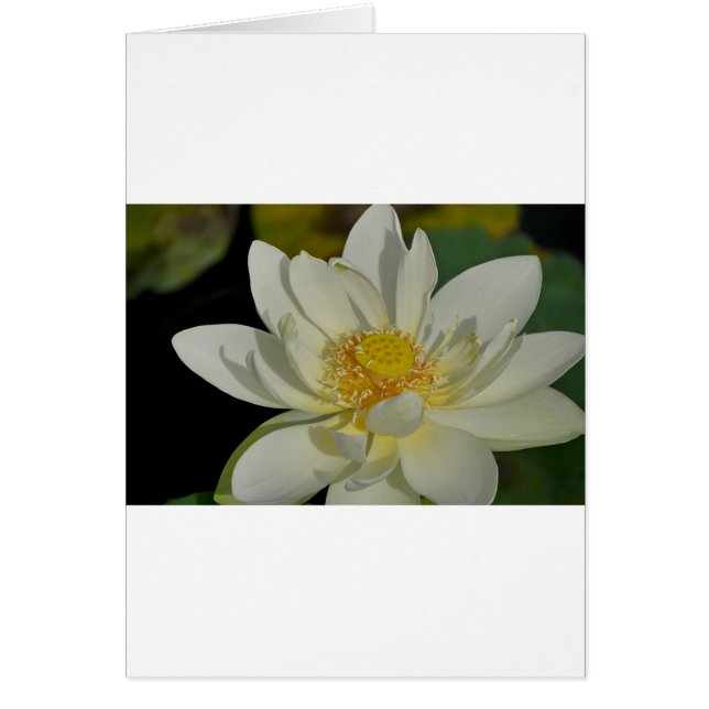 Creamy Water Lily.JPG (Front)