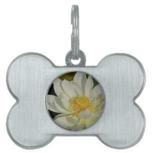 Creamy Water Lily.JPG Pet ID Tag