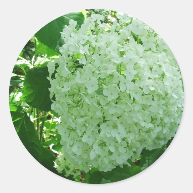 Creamy White Annabelle Hydrangea Flower Stickers (Front)