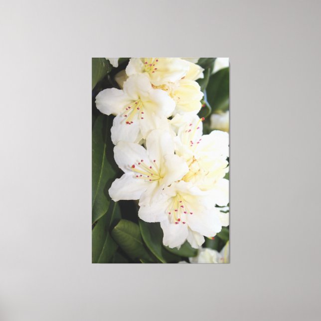 Creamy White Floral Canvas Print (Front)