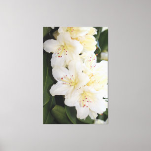 Creamy White Floral Canvas Print