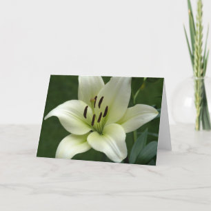 Creamy White Lily Card