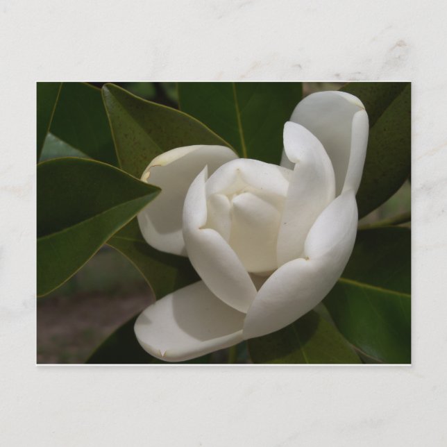 Creamy white magnolia flower bud postcard (Front)
