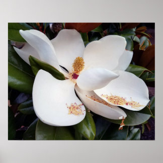 Creamy White Magnolia Poster Print
