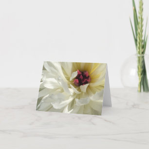 Creamy White Peony Flower with Pink Stamens Card