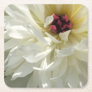 Creamy White Peony Flower with Pink Stamens Square Paper Coaster