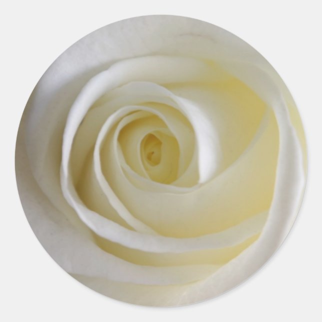 Creamy White Rose Stickers (Front)