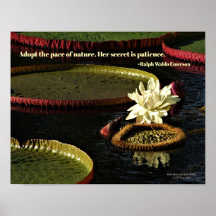 Creamy White Water Lily Flower and Giant Lily Pads Poster