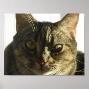 Create Your Own 11" x 8.5" Poster