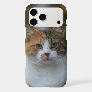 Create Your Own Cat Pet Photo Custom Picture