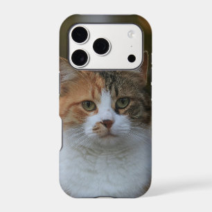 Create Your Own Cat Pet Photo Custom Picture