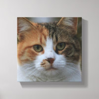 Create Your Own Cat Pet Photo Custom Picture