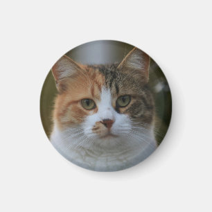 Create Your Own Cat Pet Photo Custom Picture Magnet