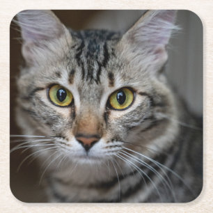 Create Your Own Cat Pet Photo Custom Picture Square Paper Coaster