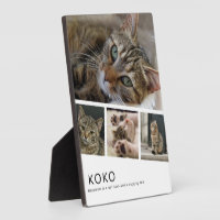 Create Your Own Cat Photo