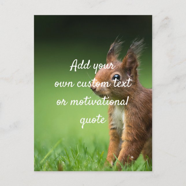 Create Your Own Custom Quote - Squirrel Postcard (Front)