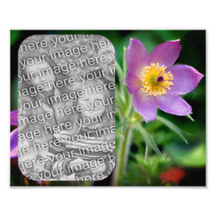 Create Your Own Pasque Flower Frame 8x10 Photo Print