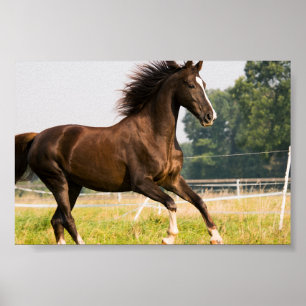 Create Your Own Pet Horse Photo Custom Picture Poster