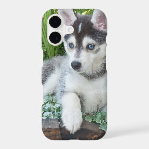 Create Your Own Pet Photo Custom Picture