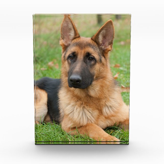 Create Your Own Pet Photo Custom Picture Block (Front)