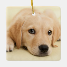 Create Your Own Pet Photo Custom Picture