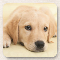 Create Your Own Pet Photo Custom Picture