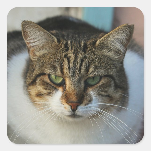 Create Your Own Pet Photo Custom Picture Gift Square Sticker (Front)