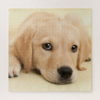 Create Your Own Pet Photo Custom Picture