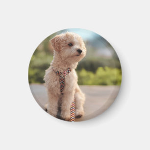 Create Your Own Pet Photo Custom Picture Magnet