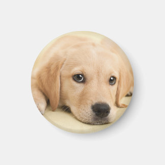 Create Your Own Pet Photo Custom Picture Magnet