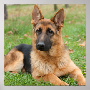 Create Your Own Pet Photo Custom Picture Poster