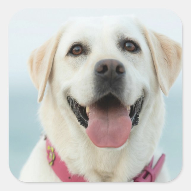 Create Your Own Pet Photo Custom Picture Square Sticker (Front)