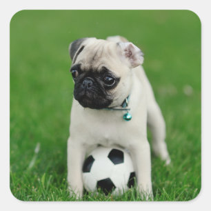 Create Your Own Pet Photo Custom Picture Square Sticker
