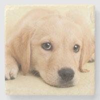 Create Your Own Pet Photo Custom Picture
