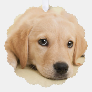 Create Your Own Pet Photo Custom Picture Tree Decoration Card