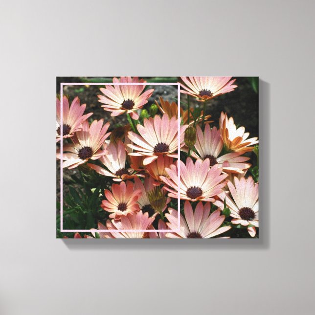 Create Your Own Photo Pink African Daisy Flowers  Canvas Print (Front)