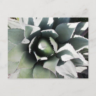 Creel, Copper Canyon, Mexico Postcard