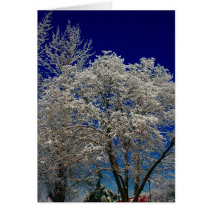 creel snow tree