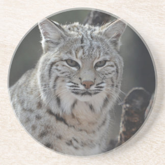 Creeping Bobcat Coaster