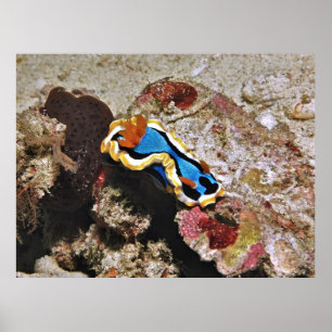 Creeping Chromodoris Poster
