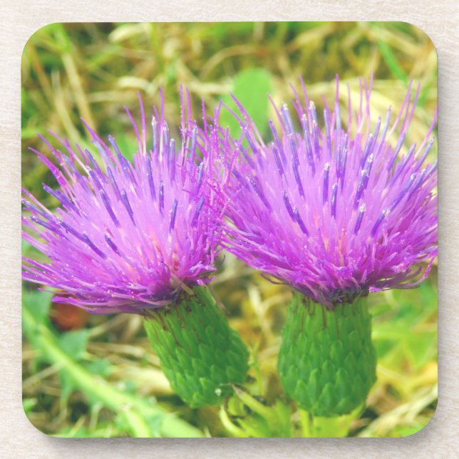Creeping or Field Thistle Hard Plastic Coasters (Front)