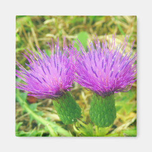 Creeping or Field Thistle Magnet