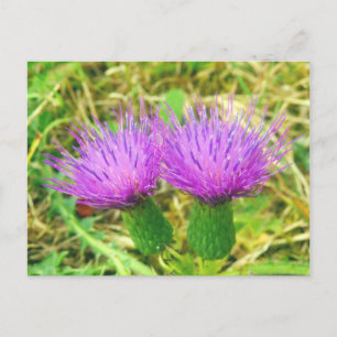 Creeping or Field Thistle Postcard