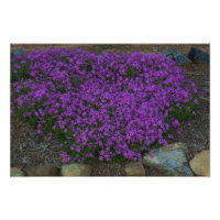 Creeping phlox