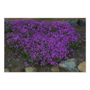 Creeping phlox photo print