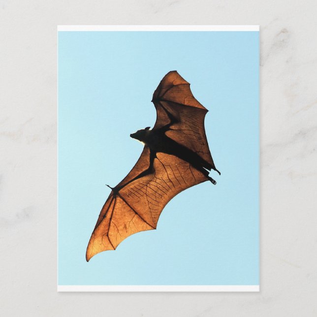 Creepy halloween flying fox (fruit bat) postcard (Front)