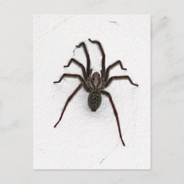 Creepy Spider Postcard (Front)