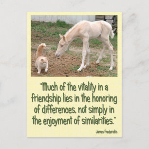 Cremello Companions Friendship Postcard
