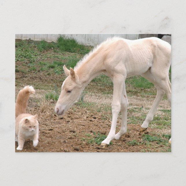 Cremello Companions Postcard (Front)