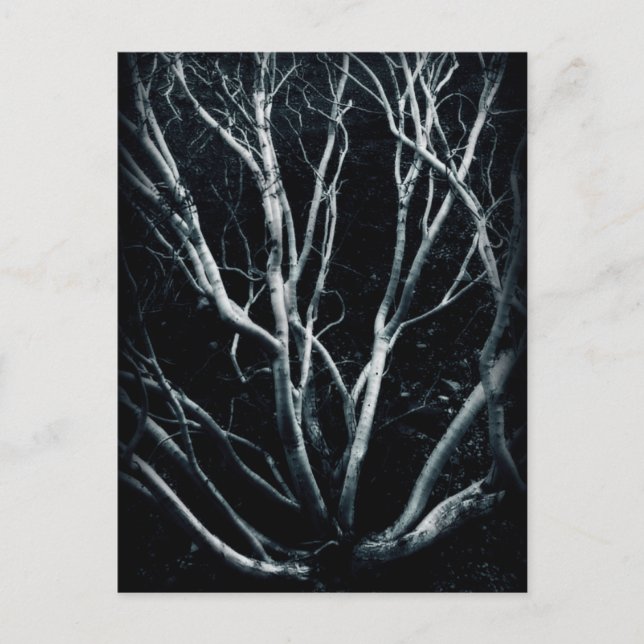 Creosote Bush 2614 Postcard (Front)